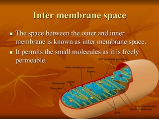 MITOCHONDRIA.ppt