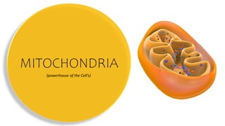 MITOCHONDRIA
(powerhouse of the Cell’s)
 