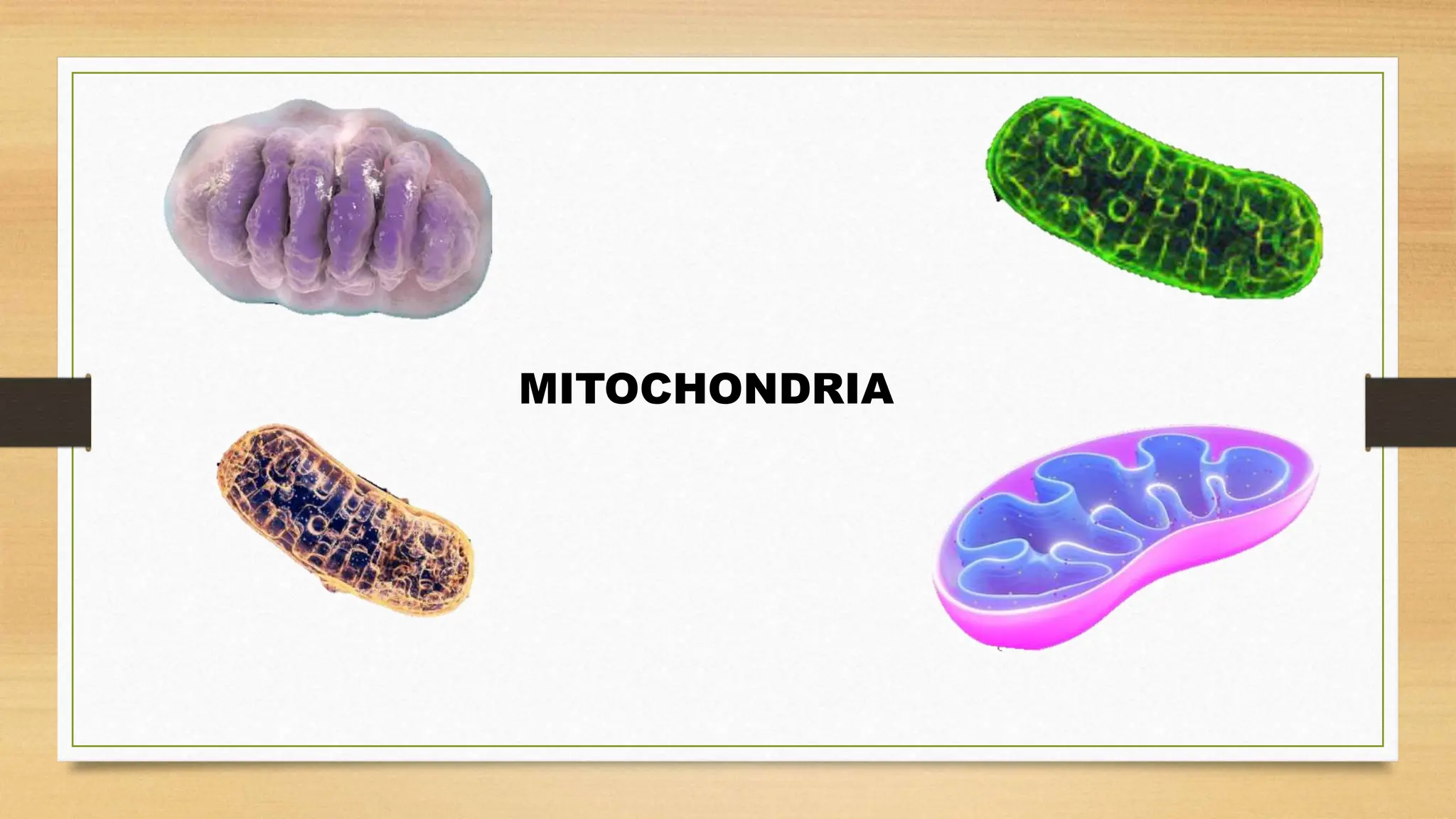 MITOCHONDRIA
 