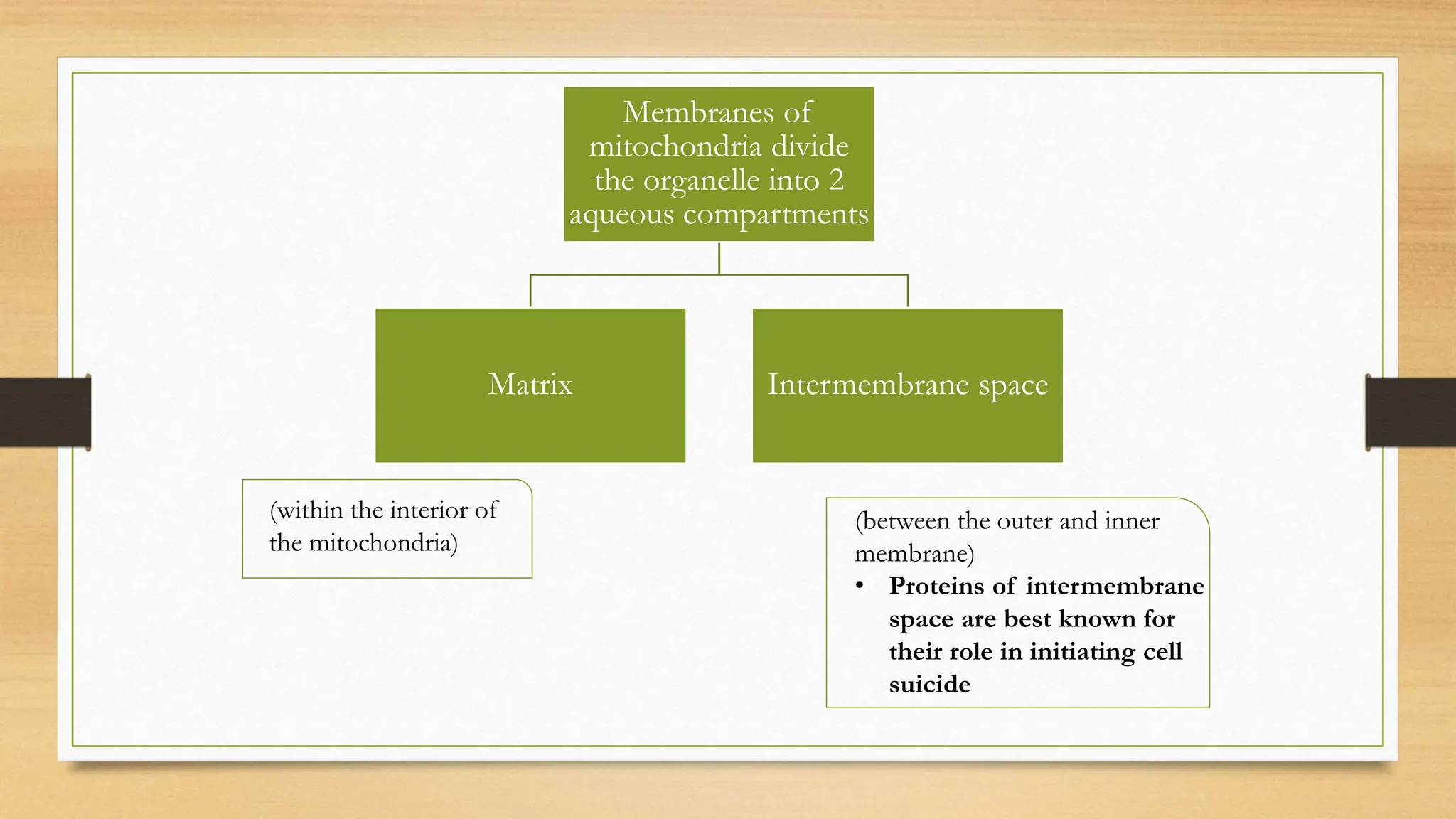 Membranes of
mitochondria divide
the organelle into 2
aqueous compartments
Matrix Intermembrane space
(within the interior of
the mitochondria)
(between the outer and inner
membrane)
• Proteins of intermembrane
space are best known for
their role in initiating cell
suicide
 