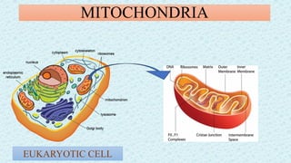 "MITOCHONDRIA" aka power house of the cell | PDF