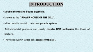 Mitochondria Organelle Is Known As The Powerhouse Of The Cell Why