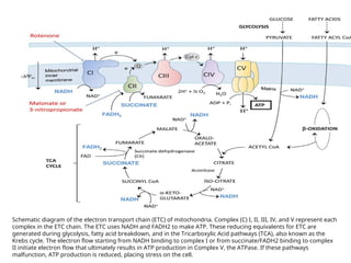 Mitochondria the power house of cell .ppt