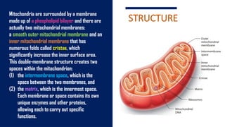 MITOCHONDRIA: STRUCTURE, FUNCTIONS AND DISEASES | PPTX