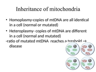 Mtdna Inheritance Cartoon Mitochondria.ppt is the power house of cell | PPT