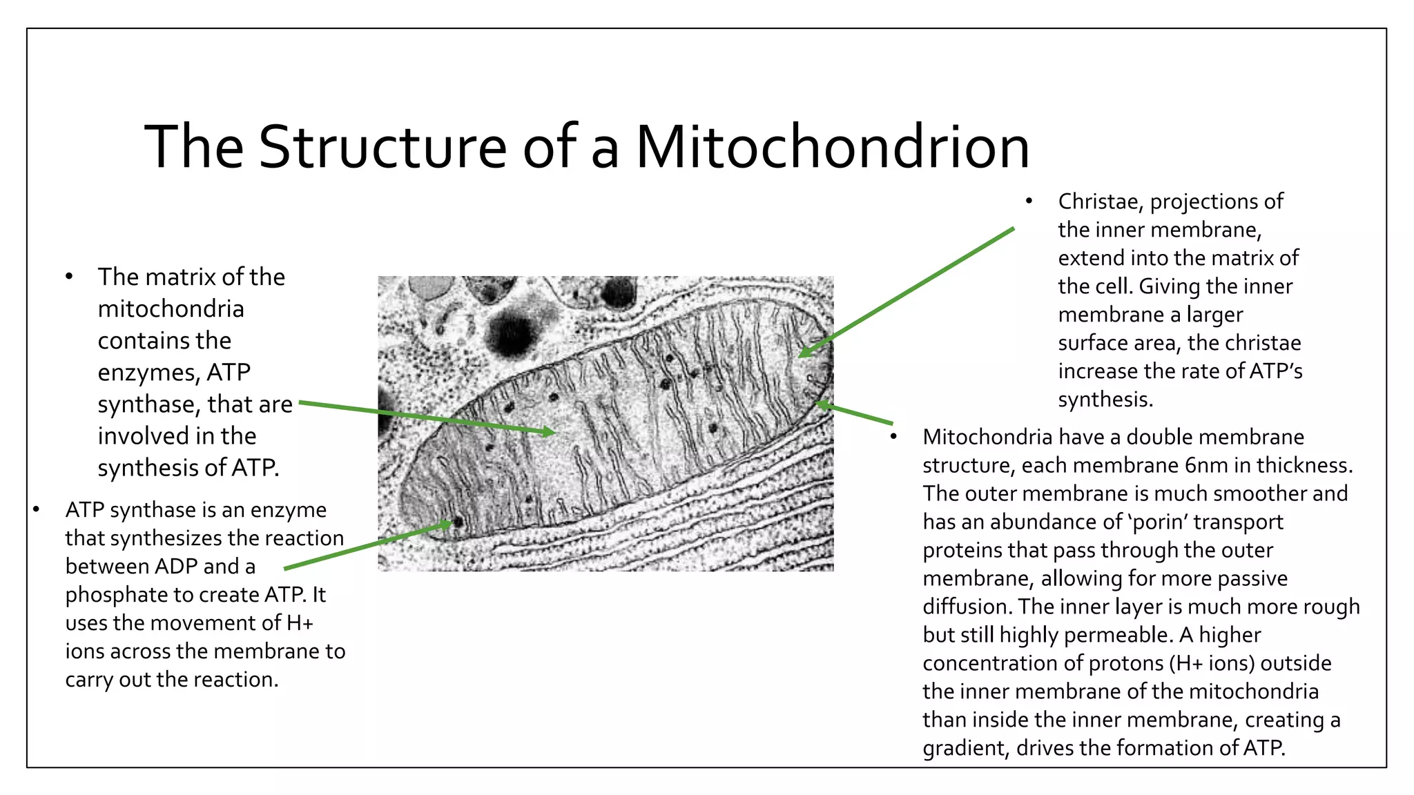 Mitochondria and Smooth Endoplasmic Reticulum- Basics of their Function ...