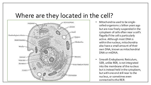 Do sperm cells have organelles, nudesexycalender