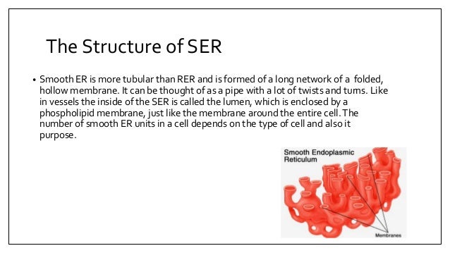 mitochondria and smooth endoplasmic reticulum basics of their functi endoplasmic reticulum structure