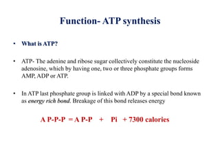 Function- ATP synthesis
• What is ATP?
• ATP- The adenine and ribose sugar collectively constitute the nucleoside
adenosine, which by having one, two or three phosphate groups forms
AMP, ADP or ATP.
• In ATP last phosphate group is linked with ADP by a special bond known
as energy rich bond. Breakage of this bond releases energy
A P-P-P = A P-P + Pi + 7300 calories
 