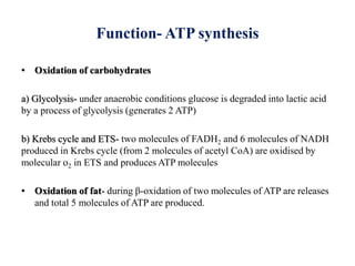 Function- ATP synthesis
• Oxidation of carbohydrates
a) Glycolysis- under anaerobic conditions glucose is degraded into lactic acid
by a process of glycolysis (generates 2 ATP)
b) Krebs cycle and ETS- two molecules of FADH2 and 6 molecules of NADH
produced in Krebs cycle (from 2 molecules of acetyl CoA) are oxidised by
molecular o2 in ETS and produces ATP molecules
• Oxidation of fat- during β-oxidation of two molecules of ATP are releases
and total 5 molecules of ATP are produced.
 