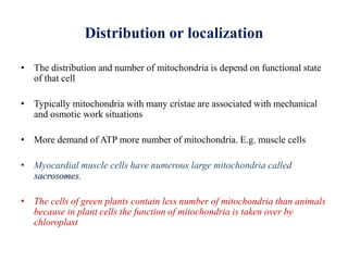 Distribution or localization
• The distribution and number of mitochondria is depend on functional state
of that cell
• Typically mitochondria with many cristae are associated with mechanical
and osmotic work situations
• More demand of ATP more number of mitochondria. E.g. muscle cells
• Myocardial muscle cells have numerous large mitochondria called
sacrosomes.
• The cells of green plants contain less number of mitochondria than animals
because in plant cells the function of mitochondria is taken over by
chloroplast
 