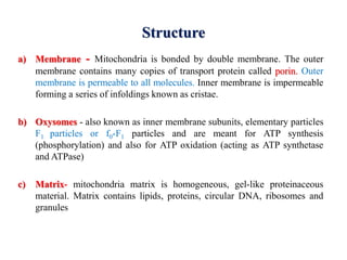 Structure
a) Membrane - Mitochondria is bonded by double membrane. The outer
membrane contains many copies of transport protein called porin. Outer
membrane is permeable to all molecules. Inner membrane is impermeable
forming a series of infoldings known as cristae.
b) Oxysomes - also known as inner membrane subunits, elementary particles
F1 particles or f0-F1 particles and are meant for ATP synthesis
(phosphorylation) and also for ATP oxidation (acting as ATP synthetase
and ATPase)
c) Matrix- mitochondria matrix is homogeneous, gel-like proteinaceous
material. Matrix contains lipids, proteins, circular DNA, ribosomes and
granules
 