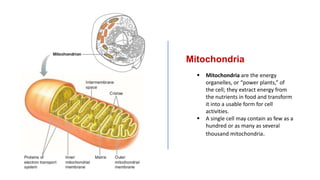 Mitochondria and ATP production | PPTX