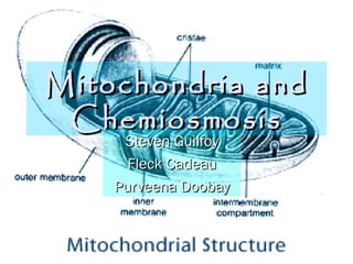 Mitochondria andMitochondria and
ChemiosmosisChemiosmosis
Steven GuilfoySteven Guilfoy
Fleck CadeauFleck Cadeau
Purveena DoobayPurveena Doobay
 