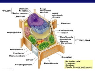 AP Biology 2005-2006
 