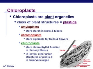 AP Biology 2005-2006
Chloroplasts
 Chloroplasts are plant organelles
 class of plant structures = plastids
 amyloplasts
 store starch in roots & tubers
 chromoplasts
 store pigments for fruits & flowers
 chloroplasts
 store chlorophyll & function
in photosynthesis
 in leaves, other green
structures of plants &
in eukaryotic algae
 