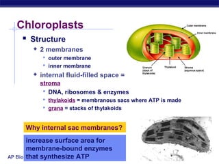 AP Biology 2005-2006
Chloroplasts
 Structure
 2 membranes
 outer membrane
 inner membrane
 internal fluid-filled space =
stroma
 DNA, ribosomes & enzymes
 thylakoids = membranous sacs where ATP is made
 grana = stacks of thylakoids
Why internal sac membranes?
increase surface area for
membrane-bound enzymes
that synthesize ATP
 