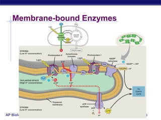 AP Biology 2005-2006
Membrane-bound Enzymes
 
