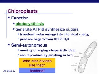 AP Biology 2005-2006
Chloroplasts
 Function
 photosynthesis
 generate ATP & synthesize sugars
 transform solar energy into chemical energy
 produce sugars from CO2 & H2O
 Semi-autonomous
 moving, changing shape & dividing
 can reproduce by pinching in two
Who else divides
like that?
bacteria!
 