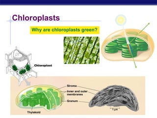 AP Biology 2005-2006
Chloroplasts
Why are chloroplasts green?
 