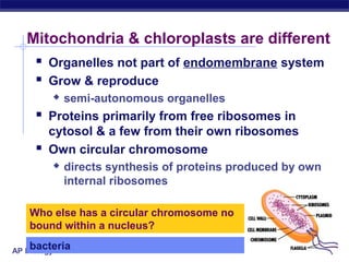 AP Biology 2005-2006
Mitochondria & chloroplasts are different
 Organelles not part of endomembrane system
 Grow & reproduce
 semi-autonomous organelles
 Proteins primarily from free ribosomes in
cytosol & a few from their own ribosomes
 Own circular chromosome
 directs synthesis of proteins produced by own
internal ribosomes
Who else has a circular chromosome no
bound within a nucleus?
bacteria
 