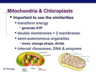 AP Biology 2005-2006
Mitochondria & Chloroplasts
 Important to see the similarities
 transform energy
 generate ATP
 double membranes = 2 membranes
 semi-autonomous organelles
 move, change shape, divide
 internal ribosomes, DNA & enzymes
 