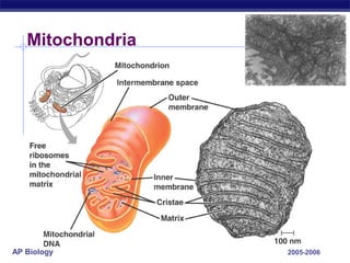 AP Biology 2005-2006
Mitochondria
 