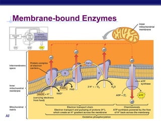 AP Biology 2005-2006
Membrane-bound Enzymes
 