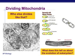 AP Biology 2005-2006
Dividing Mitochondria
Who else divides
like that?
What does this tell us about
the evolution of eukaryotes?
 