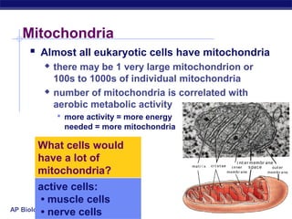AP Biology 2005-2006
Mitochondria
 Almost all eukaryotic cells have mitochondria
 there may be 1 very large mitochondrion or
100s to 1000s of individual mitochondria
 number of mitochondria is correlated with
aerobic metabolic activity
 more activity = more energy
needed = more mitochondria
What cells would
have a lot of
mitochondria?
active cells:
• muscle cells
• nerve cells
 