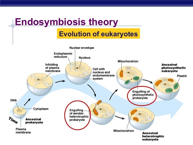 Mitochondria and chloroplasts ppt