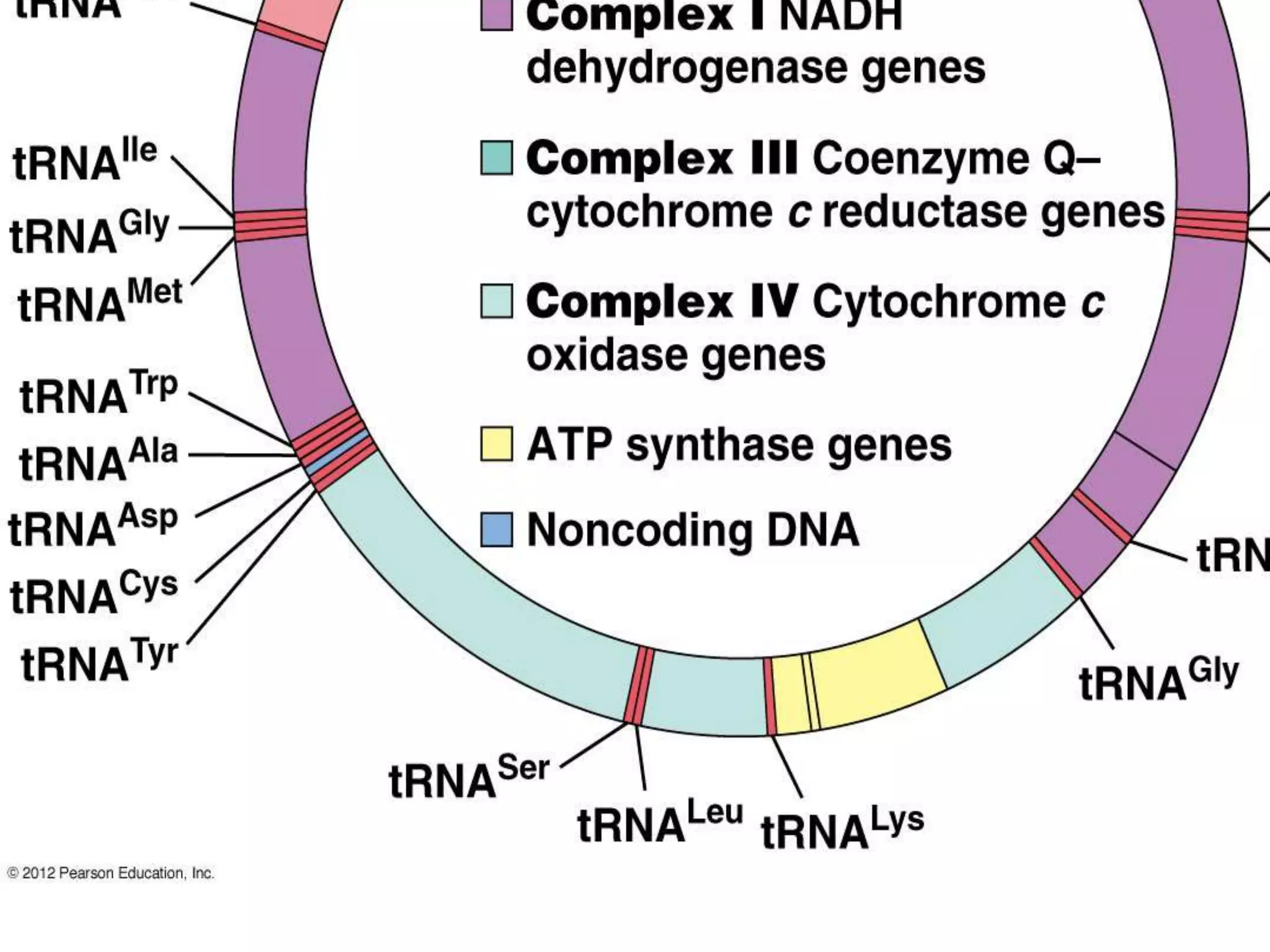 Mitochondria and chloroplast structure and genome organisation | PPTX