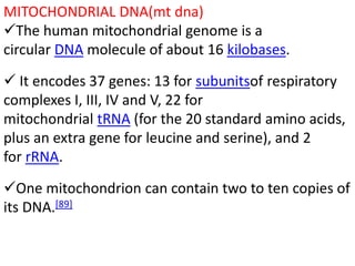 Mitochondria and chloroplast structure and genome organisation | PPTX