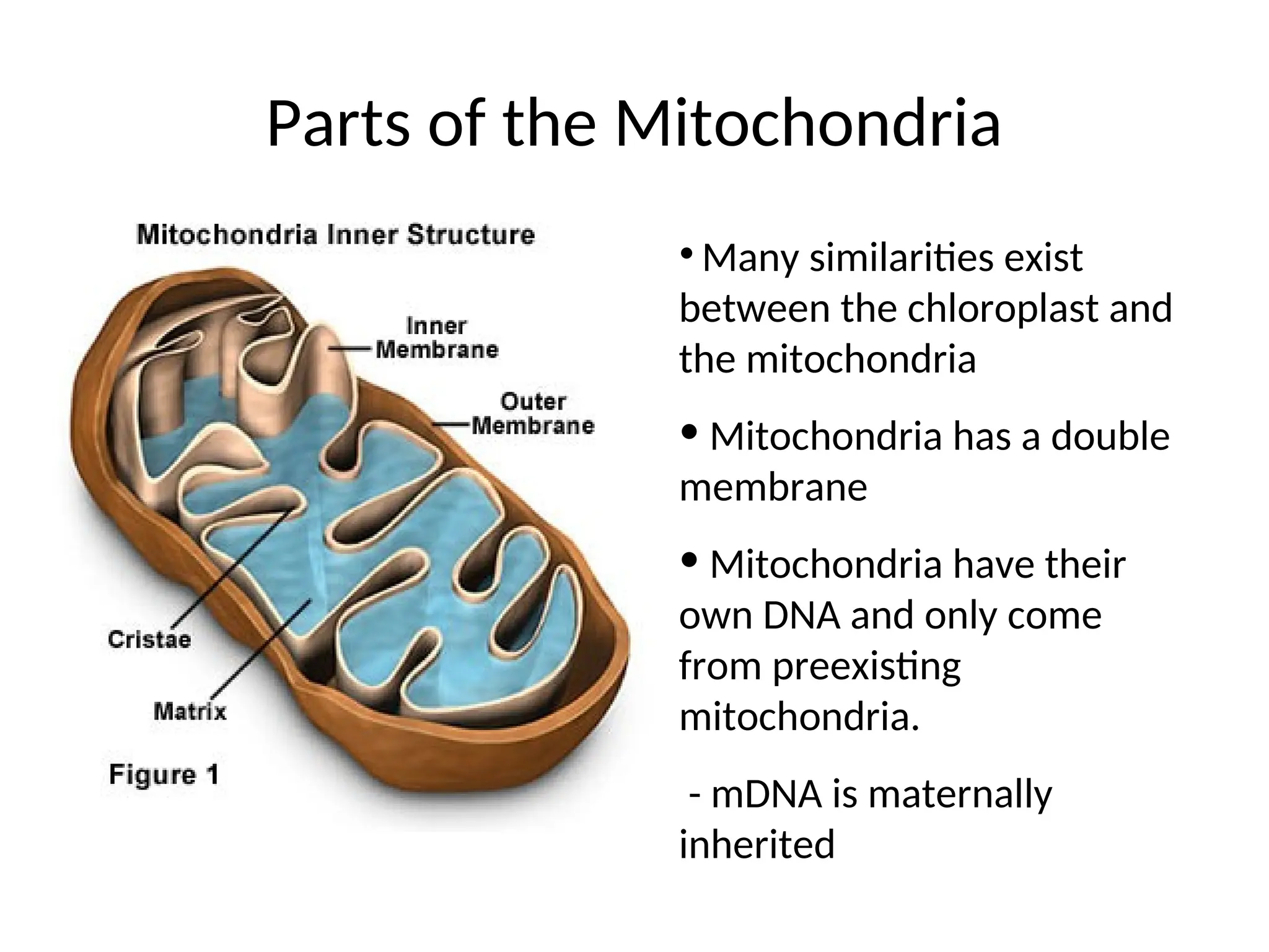 Mitochondria PowerPoint Presentation PPT | PPT