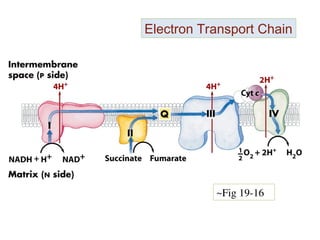 Mitochondria PowerPoint Presentation PPT | PPT
