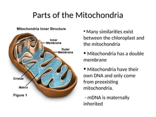 Mitochondria PowerPoint Presentation PPT | PPT