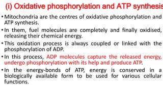 (i) Oxidative phosphorylation and ATP synthesis
•Mitochondria are the centres of oxidative phosphorylation and
ATP synthesis.
•In them, fuel molecules are completely and finally oxidised,
releasing their chemical energy.
•This oxidation process is always coupled or linked with the
phosphorylation of ADP.
•In this process, ADP molecules capture the released energy,
undergo phosphorylation with its help and produce ATP.
•In the energy-bonds of ATP, energy is conserved in a
biologically available form to be used for various cellular
functions.
 