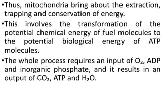 •Thus, mitochondria bring about the extraction,
trapping and conservation of energy.
•This involves the transformation of the
potential chemical energy of fuel molecules to
the potential biological energy of ATP
molecules.
•The whole process requires an input of O₂, ADP
and inorganic phosphate, and it results in an
output of CO₂, ATP and H₂O.
 