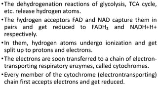 •The dehydrogenation reactions of glycolysis, TCA cycle,
etc. release hydrogen atoms.
•The hydrogen acceptors FAD and NAD capture them in
pairs and get reduced to FADH₂ and NADH+H+
respectively.
•In them, hydrogen atoms undergo ionization and get
split up to protons and electrons.
•The electrons are soon transferred to a chain of electron-
transporting respiratory enzymes, called cytochromes.
•Every member of the cytochrome (electrontransporting)
chain first accepts electrons and get reduced.
 