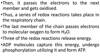 •Then, it passes the electrons to the next
member and gets oxidised.
•Thus, a series of redox reactions takes place in
the respiratory chain.
•The last member of the chain passes electrons
to molecular oxygen to form H₂O.
•Three of the redox reactions release energy.
•ADP molecules capture this energy, undergo
phosphorylation utilizing it and form ATP.
 