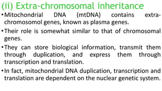 (ii) Extra-chromosomal inheritance
•Mitochondrial DNA (mtDNA) contains extra-
chromosomol genes, known as plasma genes.
•Their role is somewhat similar to that of chromosomal
genes.
•They can store biological information, transmit them
through duplication, and express them through
transcription and translation.
•In fact, mitochondrial DNA duplication, transcription and
translation are dependent on the nuclear genetic system.
 