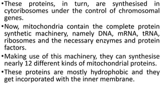 •These proteins, in turn, are synthesised in
cytoribosomes under the control of chromosomal
genes.
•Now, mitochondria contain the complete protein
synthetic machinery, namely DNA, mRNA, tRNA,
ribosomes and the necessary enzymes and protein
factors.
•Making use of this machinery, they can synthesise
nearly 12 different kinds of mitochondrial proteins.
•These proteins are mostly hydrophobic and they
get incorporated with the inner membrane.
 