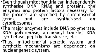 •Even though mitochondria can independently
synthesise DNA, RNAs and proteins, the
enzymes and protein factors necessary for
the process are specified by chromosomal
genes, and are synthesised on
cytoribosomes.
•The major enzymes include DNA polymerase,
RNA polymerase, aminoacyl transfer RNA
synthetase, peptidyl transferase, etc.
•Thus, mitochondrial genetic system and
synthetic mechanisms are dependent on
nuclear genetic system.
 