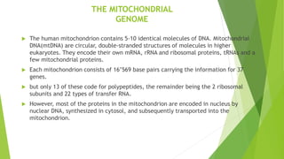 THE MITOCHONDRIAL
GENOME
 The human mitochondrion contains 5-10 identical molecules of DNA. Mitochondrial
DNA(mtDNA) are circular, double-stranded structures of molecules in higher
eukaryotes. They encode their own mRNA, rRNA and ribosomal proteins, tRNAs and a
few mitochondrial proteins.
 Each mitochondrion consists of 16’569 base pairs carrying the information for 37
genes.
 but only 13 of these code for polypeptides, the remainder being the 2 ribosomal
subunits and 22 types of transfer RNA.
 However, most of the proteins in the mitochondrion are encoded in nucleus by
nuclear DNA, synthesized in cytosol, and subsequently transported into the
mitochondrion.
 