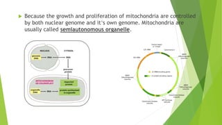  Because the growth and proliferation of mitochondria are controlled
by both nuclear genome and it’s own genome. Mitochondria are
usually called semiautonomous organelle.
 