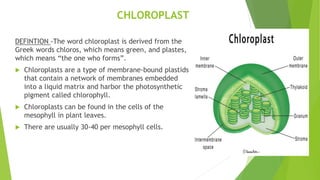 CHLOROPLAST
DEFINTION -The word chloroplast is derived from the
Greek words chloros, which means green, and plastes,
which means “the one who forms”.
 Chloroplasts are a type of membrane-bound plastids
that contain a network of membranes embedded
into a liquid matrix and harbor the photosynthetic
pigment called chlorophyll.
 Chloroplasts can be found in the cells of the
mesophyll in plant leaves.
 There are usually 30-40 per mesophyll cells.
 