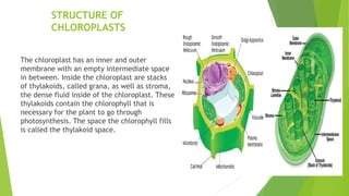STRUCTURE OF
CHLOROPLASTS
The chloroplast has an inner and outer
membrane with an empty intermediate space
in between. Inside the chloroplast are stacks
of thylakoids, called grana, as well as stroma,
the dense fluid inside of the chloroplast. These
thylakoids contain the chlorophyll that is
necessary for the plant to go through
photosynthesis. The space the chlorophyll fills
is called the thylakoid space.
 