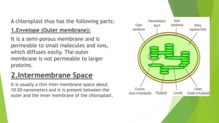 A chloroplast thus has the following parts:
1.Envelope (Outer membrane):
It is a semi-porous membrane and is
permeable to small molecules and ions,
which diffuses easily. The outer
membrane is not permeable to larger
proteins.
2.Intermembrane Space
It is usually a thin inter-membrane space about
10-20 nanometers and it is present between the
outer and the inner membrane of the chloroplast.
 