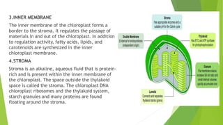 3.INNER MEMBRANE
The inner membrane of the chloroplast forms a
border to the stroma. It regulates the passage of
materials in and out of the chloroplast. In addition
to regulation activity, fatty acids, lipids, and
carotenoids are synthesized in the inner
chloroplast membrane.
4.STROMA
Stroma is an alkaline, aqueous fluid that is protein-
rich and is present within the inner membrane of
the chloroplast. The space outside the thylakoid
space is called the stroma. The chloroplast DNA
chloroplast ribosomes and the thylakoid system,
starch granules and many proteins are found
floating around the stroma.
 