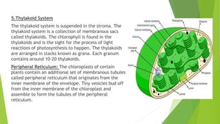 5.Thylakoid System
The thylakoid system is suspended in the stroma. The
thylakoid system is a collection of membranous sacs
called thylakoids. The chlorophyll is found in the
thylakoids and is the sight for the process of light
reactions of photosynthesis to happen. The thylakoids
are arranged in stacks known as grana. Each granum
contains around 10-20 thylakoids.
Peripheral Reticulum: The chloroplasts of certain
plants contain an additional set of membranous tubules
called peripheral reticulum that originates from the
inner membrane of the envelope. Tiny vesicles bud off
from the inner membrane of the chloroplast and
assemble to form the tubules of the peripheral
reticulum.
 